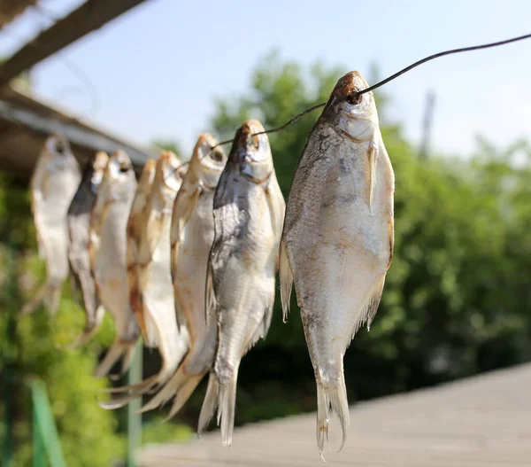 Sun Dried Salted Fish Air Park Nature — Stock Photo, Image