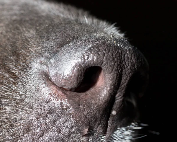 Beautiful Black Dog Nose Macro Park Nature — Stock Photo, Image