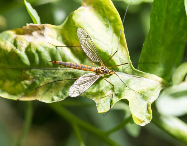 Large Mosquito Green Plant Macro — Stock Photo, Image