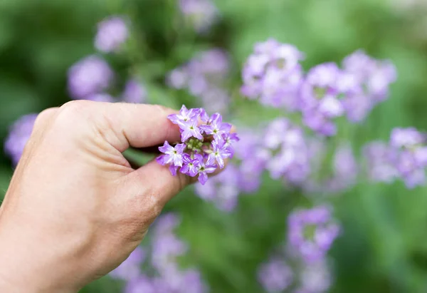 Голубой Цветок Руке Природе Парке Природе — стоковое фото