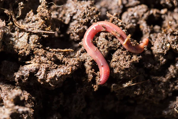 Rode Wormen Compost Macro Het Park Natuur — Stockfoto