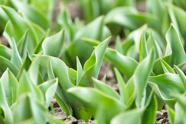 Grüne Blätter Einer Tulpe Der Natur — Stockfoto