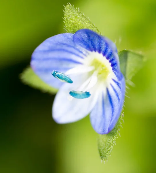 Kleine Blaue Blume Super Makro Park Der Natur — Stockfoto