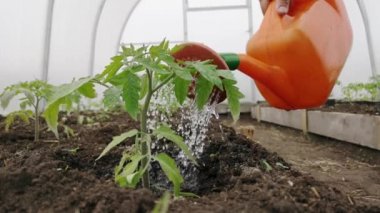 Serada domates fideleri sulamak.