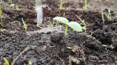 Toprakta küçük bir salatalık filizini sularken