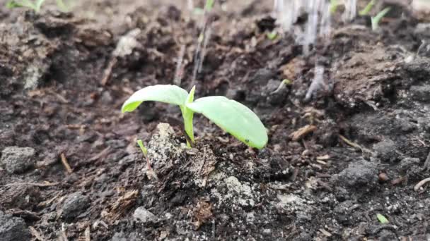 Water geven aan een kleine komkommer spruit in de grond — Stockvideo