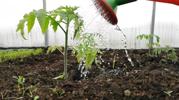 Mengairi benih tomat di rumah kaca — Stok Video