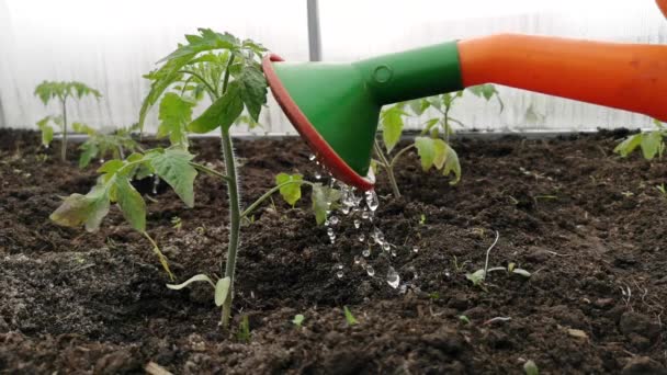 Watering tomato seedlings in a greenhouse — Stock Video