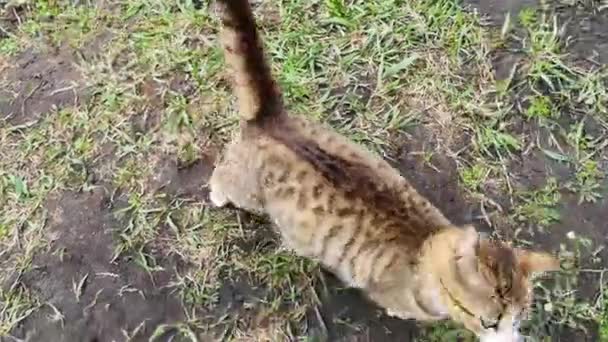 Seekor kucing duduk di atas rumput tertutup lapangan — Stok Video