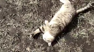 Çimlerin üzerinde oturan bir kedi.