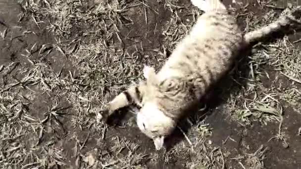 Un gato sentado encima de un campo cubierto de hierba — Vídeos de Stock