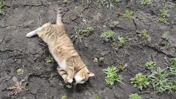 Seekor kucing duduk di atas rumput tertutup lapangan — Stok Video