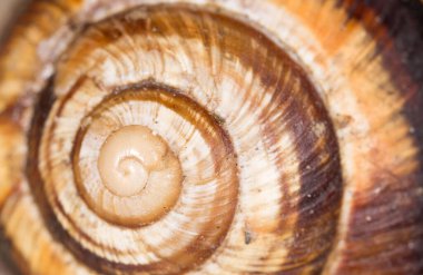 Arka plan olarak salyangoz. Süper makro. Soyut bir dokunun fotoğrafı