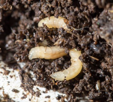 Topraktaki beyaz sinek larvaları. makro .