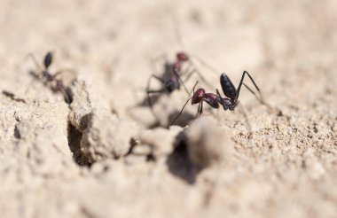 Kuru zeminde karınca. Makro. Doğadaki parkta.
