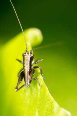 Yeşil yapraklı bir çekirge. Makro. Doğadaki parkta.