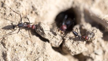 Kuru zeminde karınca. Makro. Doğadaki parkta.