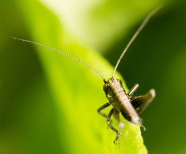 Yeşil yapraklı bir çekirge. Makro. Doğadaki parkta.