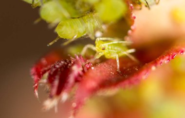 Ekstrem büyütme - Bitkinin üzerindeki yeşil yaprak bitleri .
