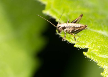 Yeşil yapraklı bir çekirge. Makro. Doğadaki parkta.