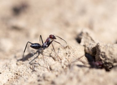 Kuru zeminde karınca. Makro. Doğadaki parkta.