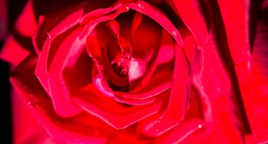 Arka plan olarak güzel kırmızı bir gül. makro .