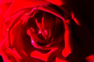 Siyah arkaplanda güzel kırmızı bir gül .