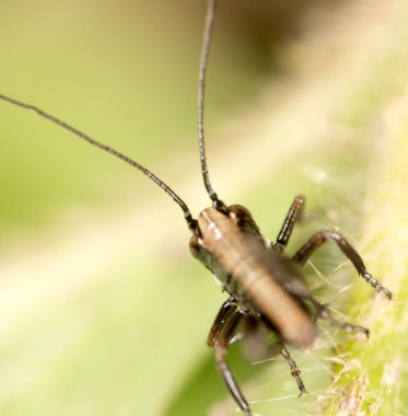 Yeşil yapraklı bir çekirge. Makro. Doğadaki parkta.