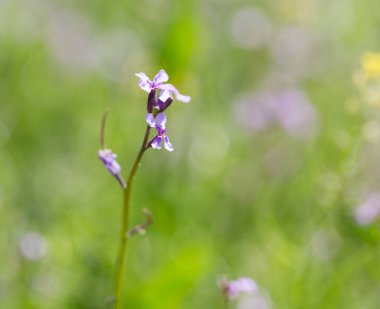 Doğadaki güzel mavi çiçek. Doğadaki parkta.