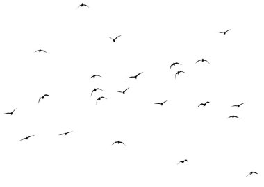 Beyaz arka planda bir kuş sürüsünün silueti .