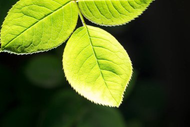 Açık havada çok güzel bir yaprak. Doğadaki parkta.