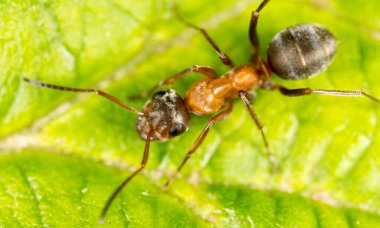 Yeşil yapraklı bir karınca. Makro. Doğadaki parkta.