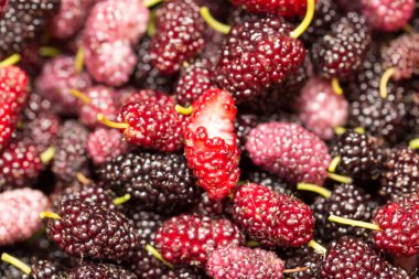 Arkaplan olarak dut ağaçları. makro .