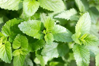 Doğada yeşil nane yaprakları. Doğadaki parkta.