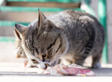 Kedi doğada et yer. Doğadaki parkta.
