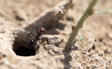Kuru zeminde karınca. Makro. Doğadaki parkta.