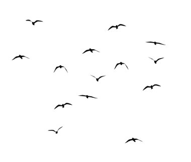 Beyaz arka planda bir kuş sürüsünün silueti .