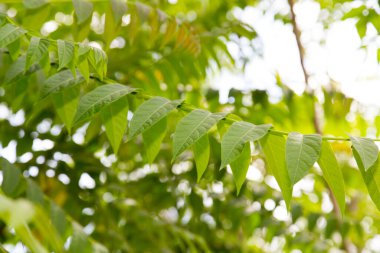 Ağaçtaki yeşil yapraklar. Doğadaki parkta.