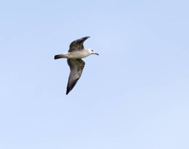 Martı gökyüzünde uçuyor. Doğadaki parkta.