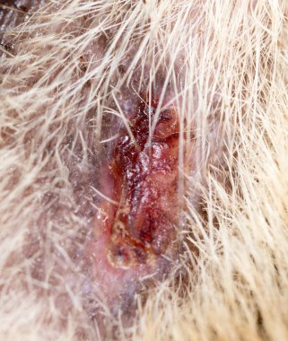 Kedi arka plan yarası gibi. Makro. Doğadaki parkta.