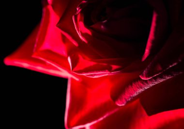 Siyah arkaplanda güzel kırmızı bir gül .