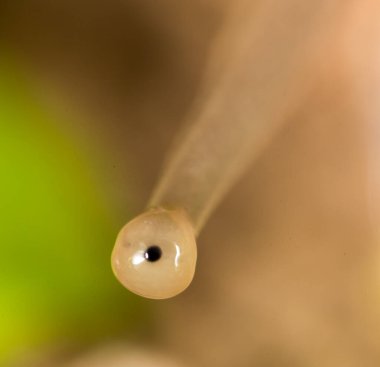 Doğadaki göz salyangozu. Süper makro. Doğadaki parkta.