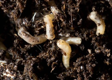 Topraktaki beyaz sinek larvaları. makro .