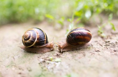Doğada yerde salyangoz var. Doğadaki parkta.