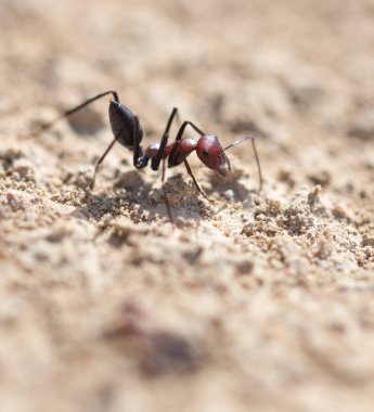 Kuru zeminde karınca. Makro. Doğadaki parkta.