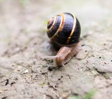 Doğada yerde salyangoz var. Doğadaki parkta.