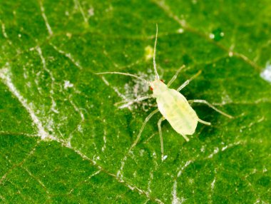 Bitkinin yaprak bitleri. Makro. Doğadaki parkta.