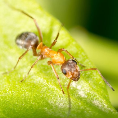 Yeşil yapraklı bir karınca. Makro. Doğadaki parkta.