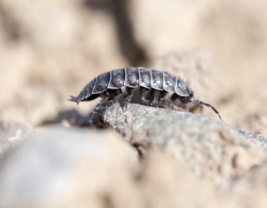 Kuru zeminde odun biti. Makro. Doğadaki parkta.