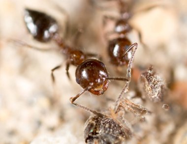 Doğadaki küçük karınca. Süper makro. Doğadaki parkta.